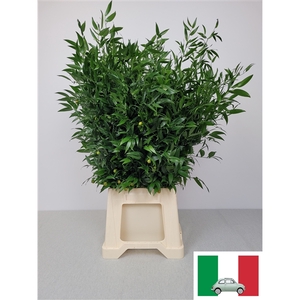 RUSCUS MIDDEL PB