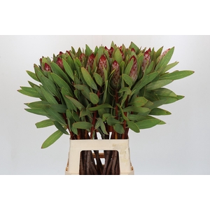 PROTEA ROBIJN