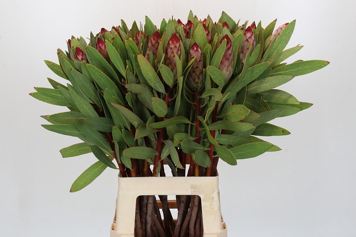 <h4>PROTEA ROBIJN</h4>