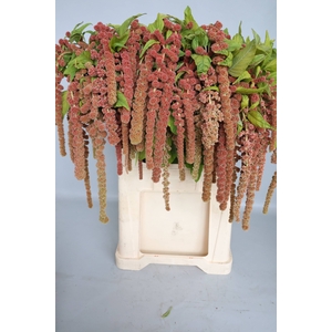 AMAR CA CORAL FOUNTA