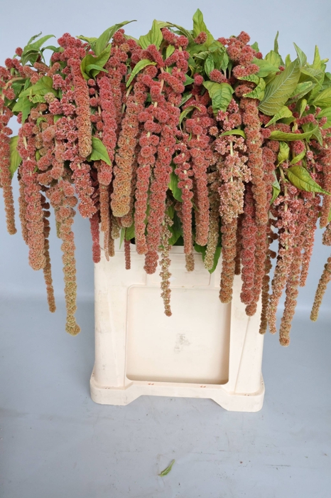 <h4>AMAR CA CORAL FOUNTA</h4>