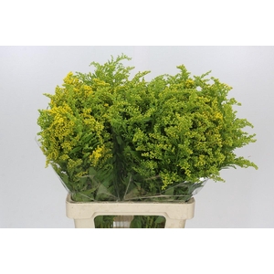 Solidago Golden Glory