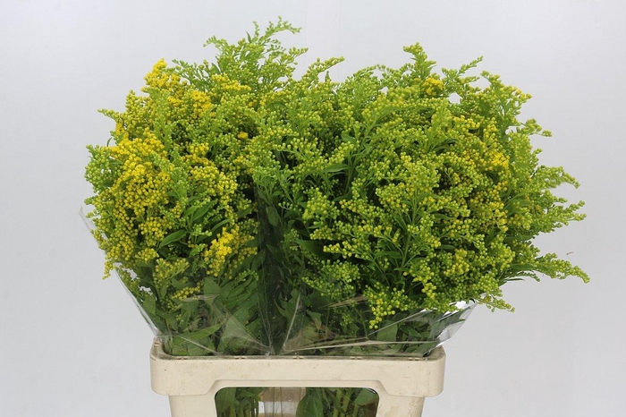<h4>Solidago Golden Glory</h4>