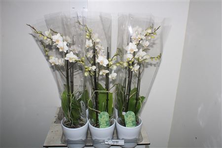 <h4>Arr Phal 1 Tak Ceramic</h4>