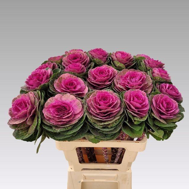 <h4>BRASS RED CRANE</h4>