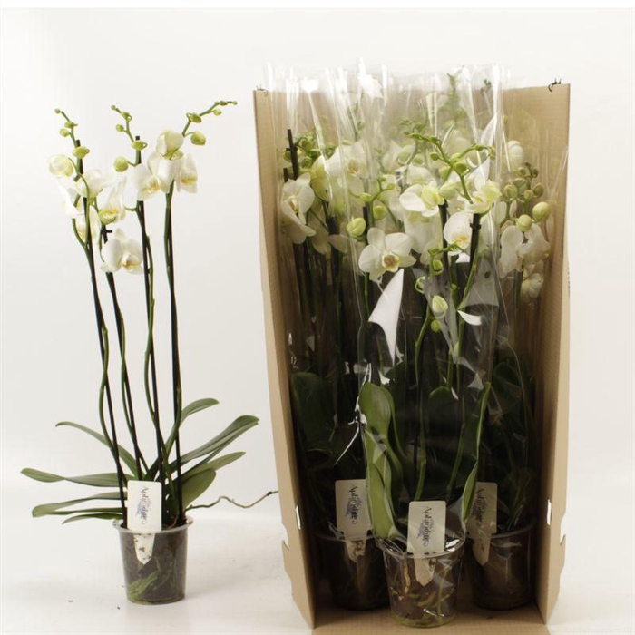 <h4>PHAL OV WIT</h4>