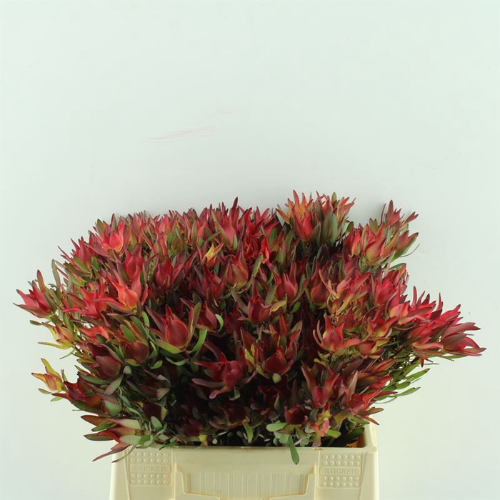 <h4>Leucadendron Blush Spray</h4>