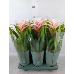 Guzmania  'Linea Pink'
