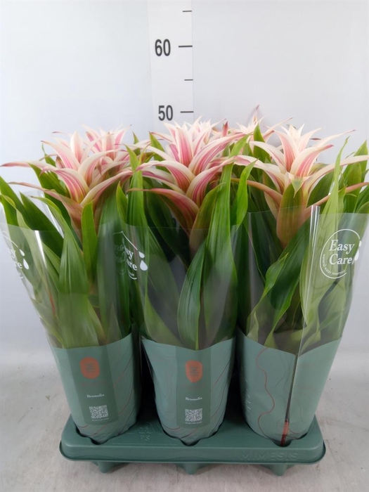 <h4>Guzmania  'Linea Pink'</h4>