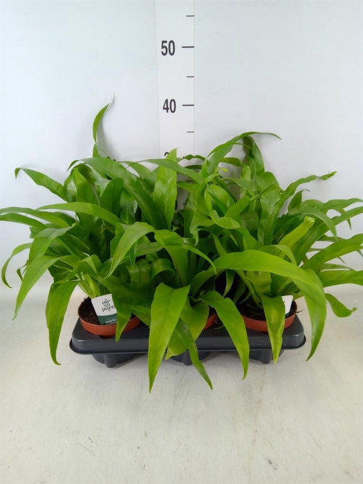 <h4>Asplenium antiquum</h4>