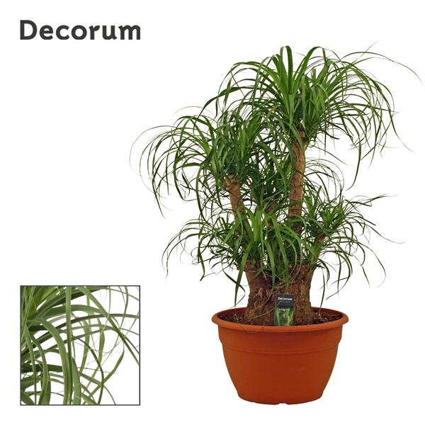 <h4>Beaucarnea vertakt 35 cm (Decorum)</h4>