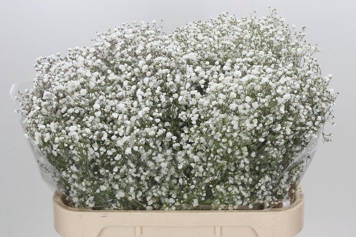 <h4>Gyps Xlence 1000 gr</h4>