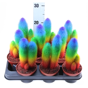 Cactus   ...