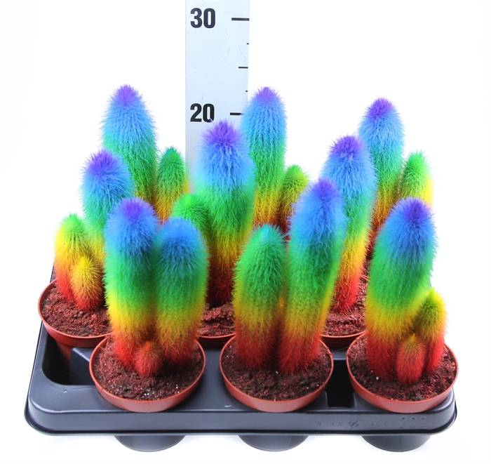 <h4>Cactus   ...</h4>