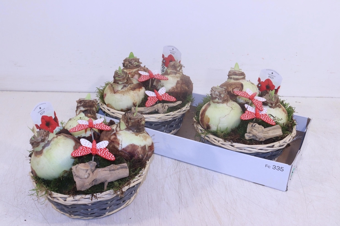 <h4>ARR HIPPEASTRUM</h4>