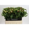 Paeonia Red Charm