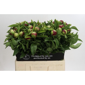 Paeonia Red Charm