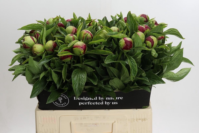 <h4>Paeonia Red Charm</h4>
