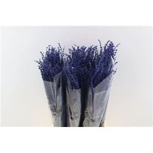 PRES LAVENDEL DARK BLUE SUPER BUNCH