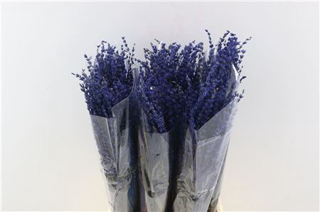 PRES LAVENDEL DARK BLUE SUPER BUNCH