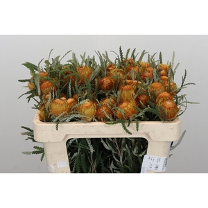 Banksia Dryandra