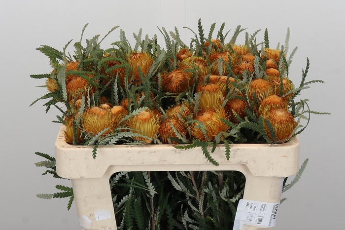 Banksia Dryandra