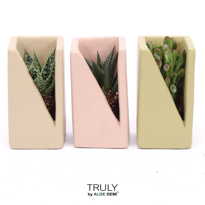 <h4>TRULY Succulent, Meles concrete - Green Beige Pink</h4>