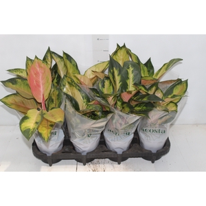 AGLAONEMA LAWAN P12