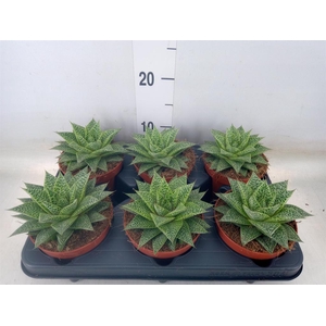 xGasteraloe  'Noa'