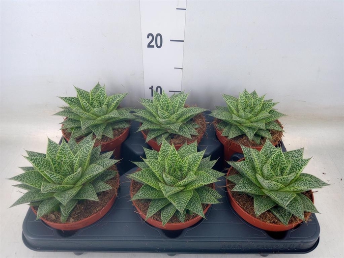 <h4>xGasteraloe  'Noa'</h4>