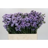 Limonium sinuatum Donau Birds