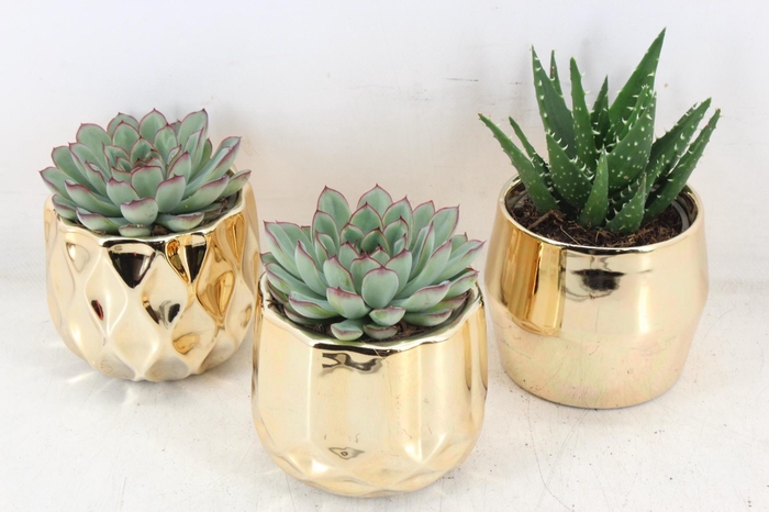 <h4>arr3 OV - Ker. x8 Los angelos gold</h4>