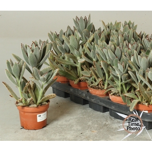 KALANCHOE TOMENTOSA