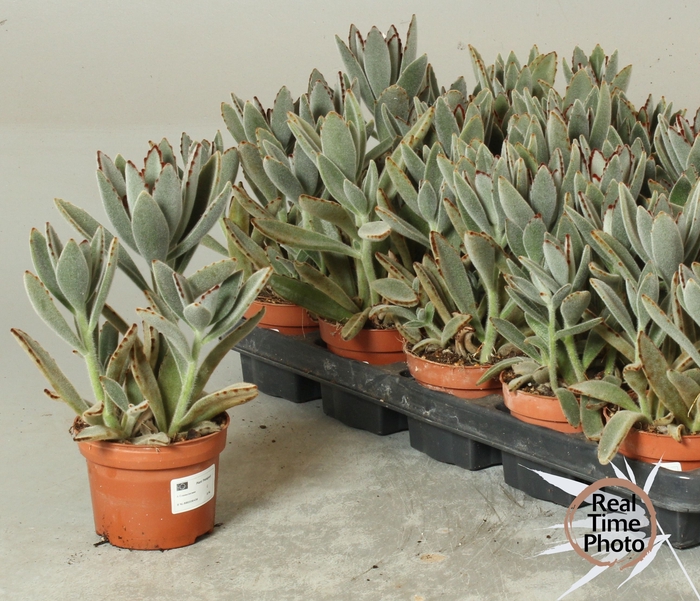 <h4>KALANCHOE TOMENTOSA</h4>