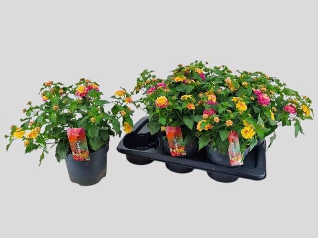 <h4>LANT C HAVANA ROSE</h4>