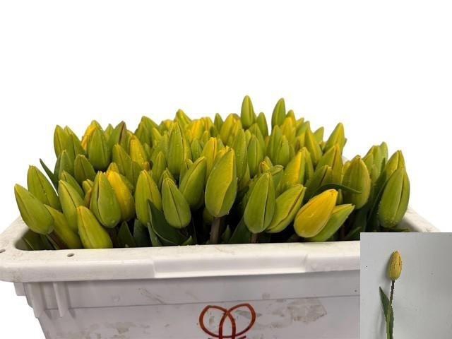 <h4>Tu En Gold Parade</h4>