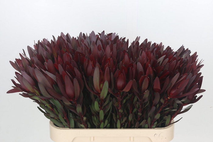 <h4>LEUCAD SAF SUNSET</h4>