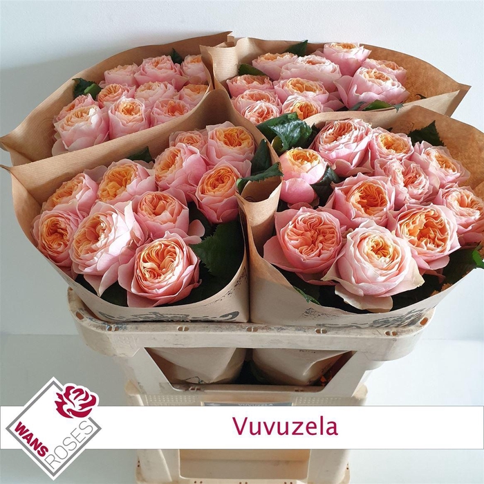 <h4>R Bu Vuvuzela</h4>
