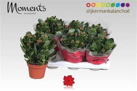 <h4>Kalanchoe blossfeldiana gevuld 'Secret'</h4>
