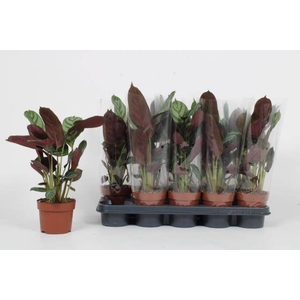 Ctenanhte setosa Green Flag 12Ø 40cm