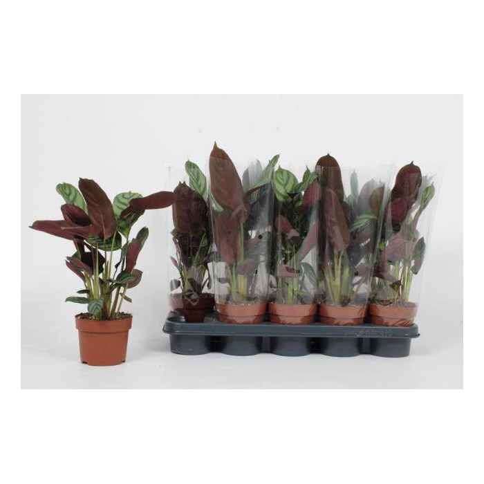 <h4>Ctenanhte setosa Green Flag 12Ø 40cm</h4>