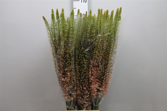 <h4>Eremurus Sh P Star</h4>
