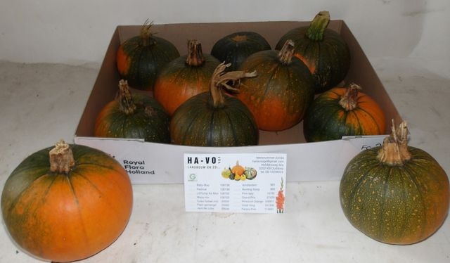 <h4>CUC HALLOWEEN X8</h4>