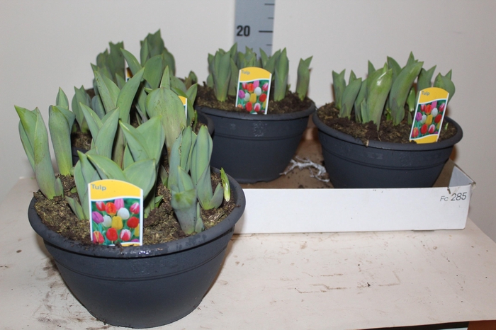 <h4>BOLBLOEMEN GEM</h4>