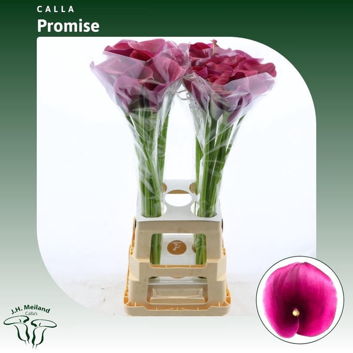 <h4>Calla Promise</h4>