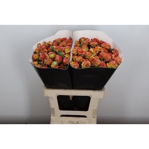 R Tr Wx Flaming Mint Xl