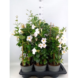 Mandevilla am. 'Diaman Jade White'