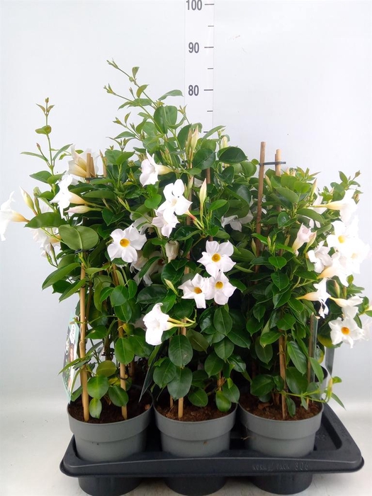 <h4>Mandevilla am. 'Diaman Jade White'</h4>