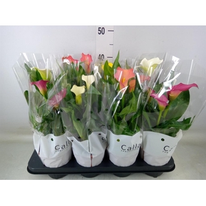 Zantedeschia   ...mix