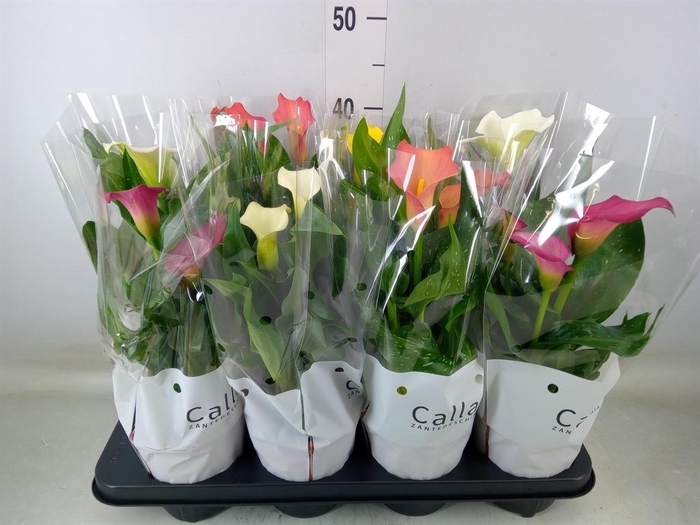 <h4>Zantedeschia   ...mix</h4>